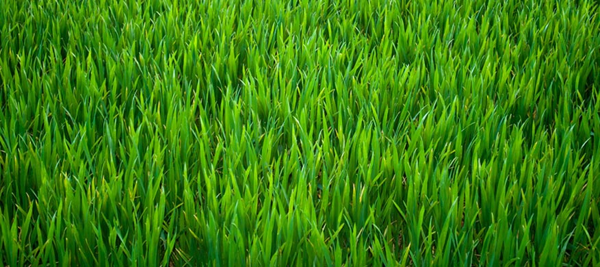 lawn applications