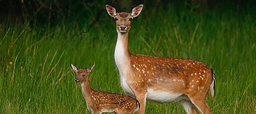 Deer Protection